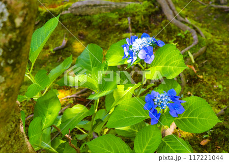 【京都風景】勧修寺　気品あふれる紫陽花 117221044