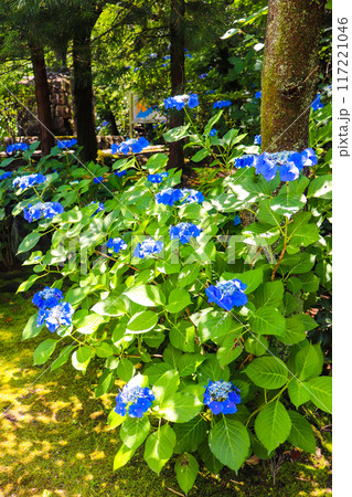【京都風景】勧修寺 気品あふれる紫陽花 【京都風景】勧修寺 気品あふれる紫陽花 117221046