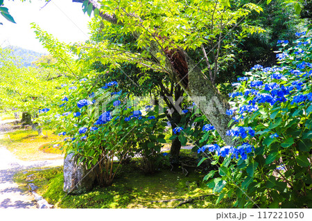 【京都風景】勧修寺 気品あふれる紫陽花 【京都風景】勧修寺 気品あふれる紫陽花 117221050