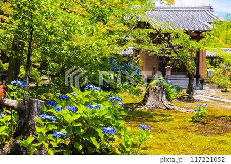 【京都風景】勧修寺 気品あふれる紫陽花 【京都風景】勧修寺 気品あふれる紫陽花 117221052