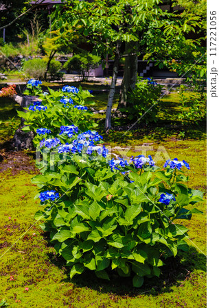 【京都風景】勧修寺 気品あふれる紫陽花 【京都風景】勧修寺 気品あふれる紫陽花 117221056