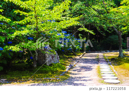 【京都風景】勧修寺 気品あふれる紫陽花 【京都風景】勧修寺 気品あふれる紫陽花 117221058