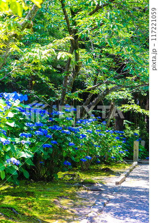 【京都風景】勧修寺 気品あふれる紫陽花 【京都風景】勧修寺 気品あふれる紫陽花 117221059