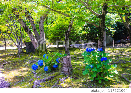 【京都風景】勧修寺　気品あふれる紫陽花 117221064