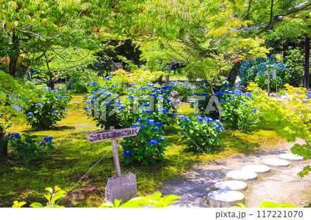 【京都風景】勧修寺 気品あふれる紫陽花 【京都風景】勧修寺 気品あふれる紫陽花 117221070