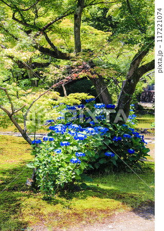 【京都風景】勧修寺　気品あふれる紫陽花 117221074