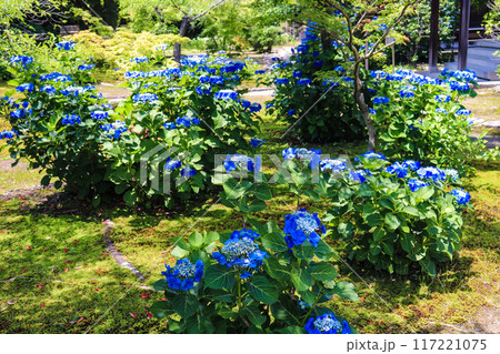 【京都風景】勧修寺 気品あふれる紫陽花 【京都風景】勧修寺 気品あふれる紫陽花 117221075
