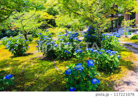 【京都風景】勧修寺 気品あふれる紫陽花 【京都風景】勧修寺 気品あふれる紫陽花 117221076