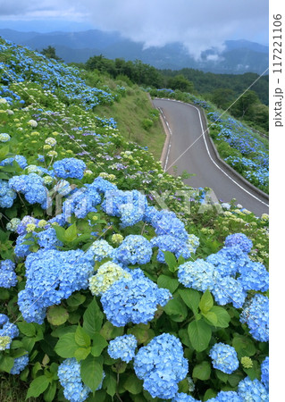 大川原高原　咲き始めた青いアジサイ　（徳島県　佐那河内村） 117221106