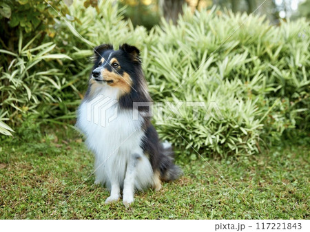 Sheltie shipherd dog, nature background 117221843