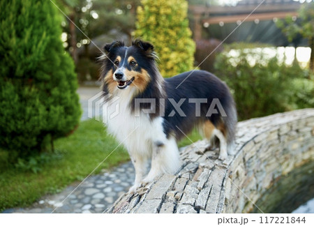 Sheltie shipherd dog, nature background Sheltie shipherd dog, nature background 117221844