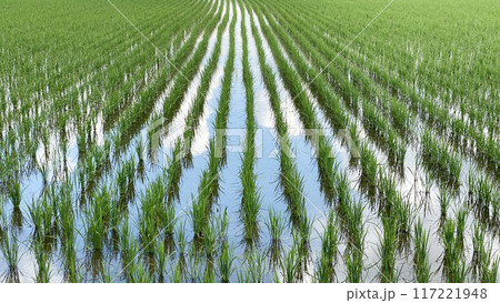 夏空が映った水田 117221948