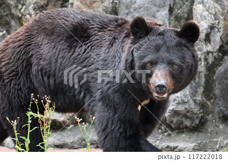 ツキノワグマ(ニホンツキノワグマ) 多摩動物公園 ツキノワグマ(ニホンツキノワグマ) 多摩動物公園 117222018