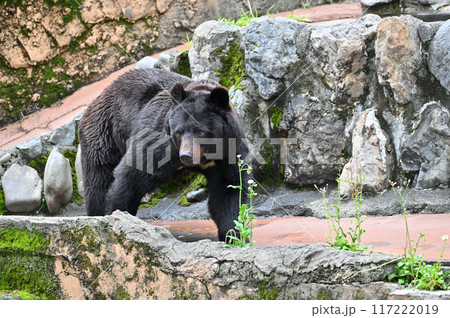 ツキノワグマ(ニホンツキノワグマ) 多摩動物公園 ツキノワグマ(ニホンツキノワグマ) 多摩動物公園 117222019