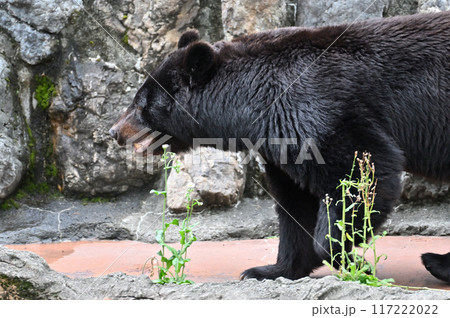 ツキノワグマ(ニホンツキノワグマ) 多摩動物公園 ツキノワグマ(ニホンツキノワグマ) 多摩動物公園 117222022