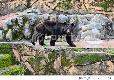 ツキノワグマ(ニホンツキノワグマ) 多摩動物公園 ツキノワグマ(ニホンツキノワグマ) 多摩動物公園 117222023