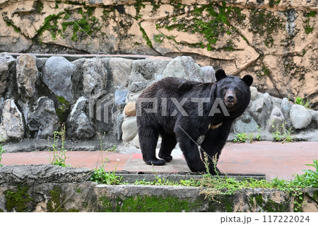 ツキノワグマ（ニホンツキノワグマ）　多摩動物公園 117222024