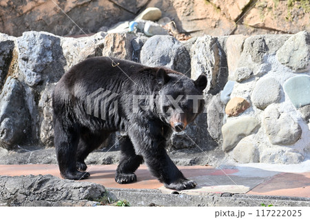 ツキノワグマ(ニホンツキノワグマ) 多摩動物公園 ツキノワグマ(ニホンツキノワグマ) 多摩動物公園 117222025