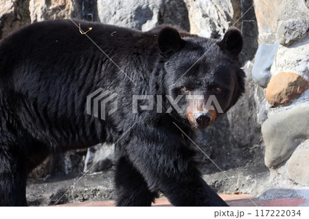 ツキノワグマ(ニホンツキノワグマ) 多摩動物公園 ツキノワグマ(ニホンツキノワグマ) 多摩動物公園 117222034