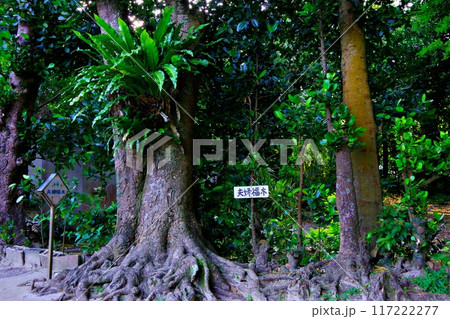 備瀬地区の名所「夫婦福木」 備瀬地区の名所「夫婦福木」 117222277