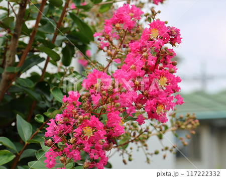 青空に映えるサルスベリの花 サルスベリ 百日紅 ひゃくじつこう 青空に映えるサルスベリの花 サルスベリ 百日紅 ひゃくじつこう 117222332