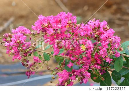 青空に映えるサルスベリの花 サルスベリ 百日紅 ひゃくじつこう 青空に映えるサルスベリの花 サルスベリ 百日紅 ひゃくじつこう 117222335