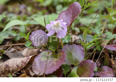 オオイワウチワ（大岩団扇） 117222337