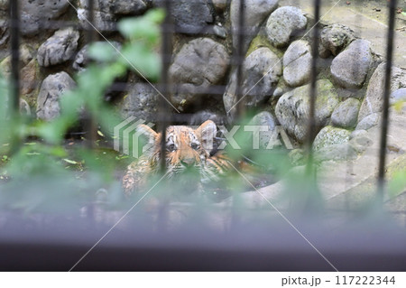 アムールトラの子供 多摩動物公園 アムールトラの子供 多摩動物公園 117222344