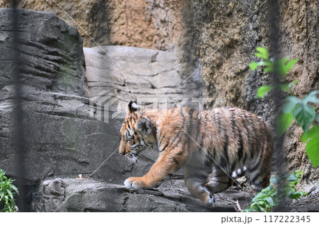 アムールトラの子供 多摩動物公園 アムールトラの子供 多摩動物公園 117222345