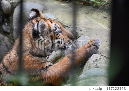 アムールトラの子供　多摩動物公園 117222368
