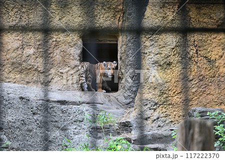 アムールトラの子供 多摩動物公園 アムールトラの子供 多摩動物公園 117222370