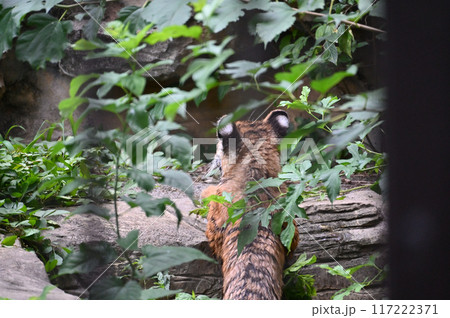 アムールトラの子供　多摩動物公園 117222371