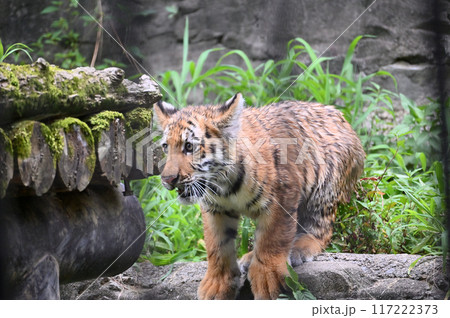 アムールトラの子供 多摩動物公園 アムールトラの子供 多摩動物公園 117222373