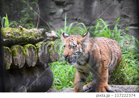 アムールトラの子供　多摩動物公園 117222374
