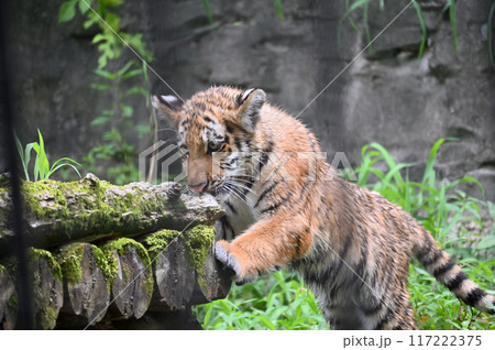 アムールトラの子供　多摩動物公園 117222375