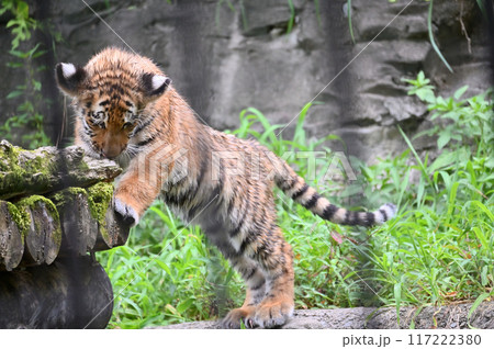 アムールトラの子供　多摩動物公園 117222380