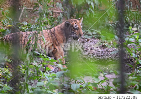 アムールトラの子供 多摩動物公園 アムールトラの子供 多摩動物公園 117222388
