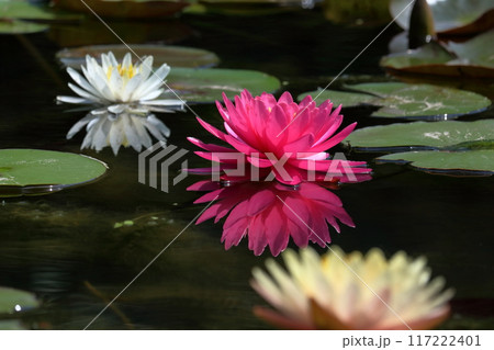 夏の水面を彩る睡蓮　（高知県　三原村） 117222401