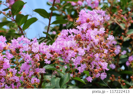 青空に映えるサルスベリの花　むらさき色　サルスベリ　百日紅　ひゃくじつこう 117222413