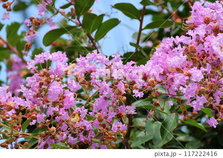 青空に映えるサルスベリの花 むらさき色 サルスベリ 百日紅 ひゃくじつこう 青空に映えるサルスベリの花 むらさき色 サルスベリ 百日紅 ひゃくじつこう 117222416