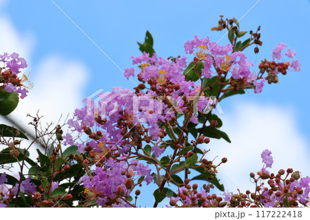 青空に映えるサルスベリの花 むらさき色 サルスベリ 百日紅 ひゃくじつこう 青空に映えるサルスベリの花 むらさき色 サルスベリ 百日紅 ひゃくじつこう 117222418