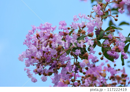 青空に映えるサルスベリの花　むらさき色　サルスベリ　百日紅　ひゃくじつこう 117222419