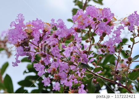 青空に映えるサルスベリの花　むらさき色　サルスベリ　百日紅　ひゃくじつこう 117222421