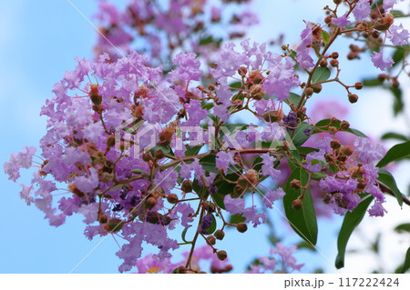 青空に映えるサルスベリの花 むらさき色 サルスベリ 百日紅 ひゃくじつこう 青空に映えるサルスベリの花 むらさき色 サルスベリ 百日紅 ひゃくじつこう 117222424