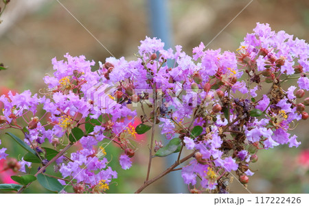 青空に映えるサルスベリの花 むらさき色 サルスベリ 百日紅 ひゃくじつこう 青空に映えるサルスベリの花 むらさき色 サルスベリ 百日紅 ひゃくじつこう 117222426
