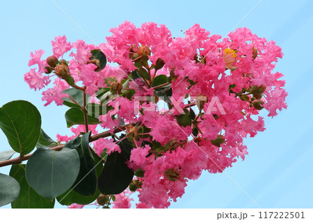 青空に映えるサルスベリの花 ピンク色 サルスベリ 百日紅 ひゃくじつこう 青空に映えるサルスベリの花 ピンク色 サルスベリ 百日紅 ひゃくじつこう 117222501