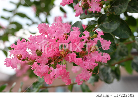青空に映えるサルスベリの花　ピンク色　サルスベリ　百日紅　ひゃくじつこう 117222502