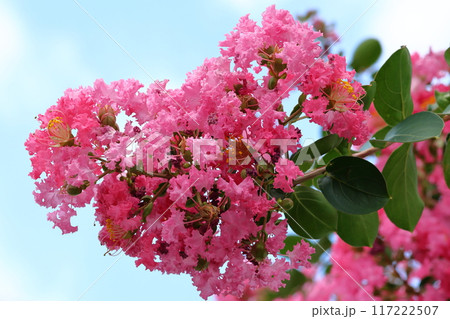 青空に映えるサルスベリの花 ピンク色 サルスベリ 百日紅 ひゃくじつこう 青空に映えるサルスベリの花 ピンク色 サルスベリ 百日紅 ひゃくじつこう 117222507