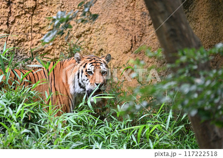 力強いアムールトラ　多摩動物公園 117222518