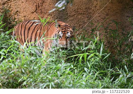 力強いアムールトラ 多摩動物公園 力強いアムールトラ 多摩動物公園 117222520